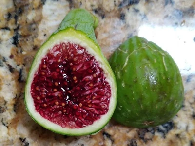 Fresh Fig Tree Cuttings - Select Variety - Many Top Tier Figs to Choose From - Image 1 of 4