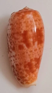 Sea Shell cono bullatus 63,1 mm, F+++, buena forma, excelente patrón - Imagen 1 de 6