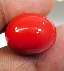 AAA+ Natural Red Coral 25.55 CT Oval Cabochon Cut Italian Loose Gemstone - Picture 1 of 8