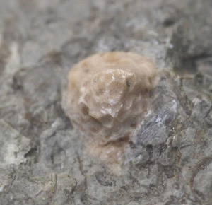 Eocrinoide, Bolboporites sp., Ordovizium, Llanvirn, Kinnekulle, Schweden -eb8928 - Picture 1 of 5