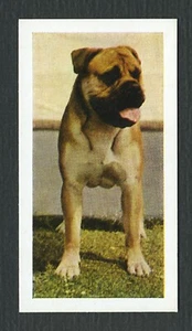 BULLMASTIFF 1961 HORNIMANS TEA COLLECTABLE DOG TRADE CARD #30 - Picture 1 of 2