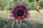40+ Rare Purple Hybrid Sunflower Seeds Plants Garden Plants rare flower
