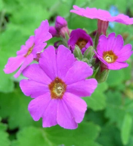 Primula Polyneura : 50 Seeds : Pink Himalayan Primrose - Picture 1 of 11