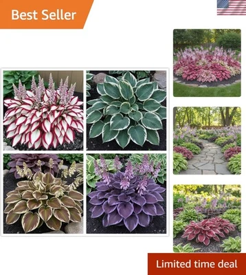 Rare Hosta Seeds - 100+ GMO-Free Perennial Flowers for Low-Maintenance Gardens - Image 1 of 4