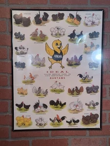 Vintage Ideal Poultry Breeding Farms Selection Chart Poster Sign Bantams 1990 - Picture 1 of 8