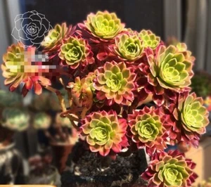 Fiesta cutting 4cm diameter Aeonium succulent - Bild 1 von 8