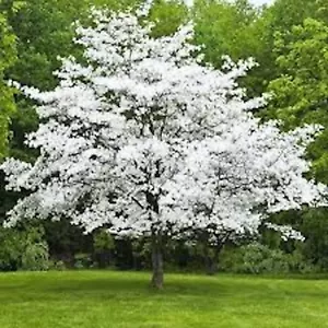 3 White Dogwood Trees Cornus florida 12-24in tall Bare Root Live Tree - Picture 1 of 4