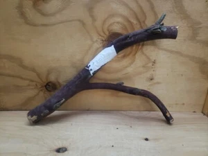 18" Red Manzanita branch #201 Rough Cuts - Picture 1 of 8