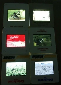 6 Original Vintage 35mm Kodak Photo Color Slide Birds Kodachrome Transparency - Picture 1 of 7