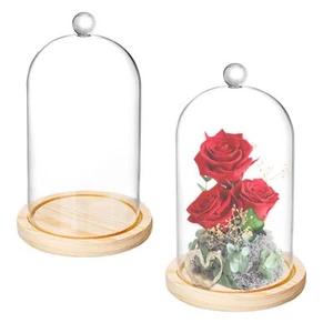 2 Pack Glass Cloche Dome Bell Jar Display Case w/ Base for Plants Fairy Lights - Picture 1 of 6