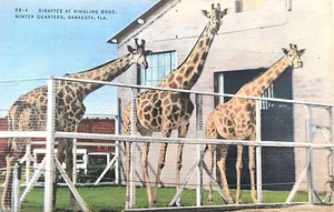 Postal de colección de jirafas de los hermanos Ringling, invernada en Florida, E-6497 - Imagen 1 de 2