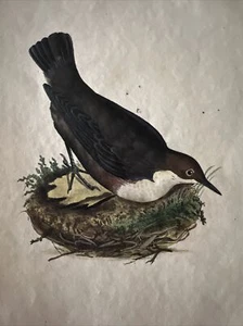 Ornitologia Acquaforte 1823 "Sturnus Cinclus " - Picture 1 of 4