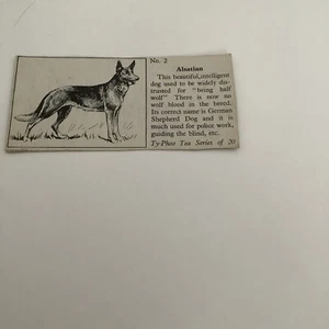 1955 Typhoo Tea Popular Breeds Of Dogs - #2 Alsatian UU - Picture 1 of 1