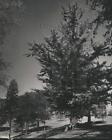 1941 Press Photo Ginkgo Trees