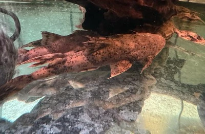 LIVE TROPICAL Fish-Goonch Catfish (Bagarius Vegrandis) 7-7.5 Inch - Image 1 of 2