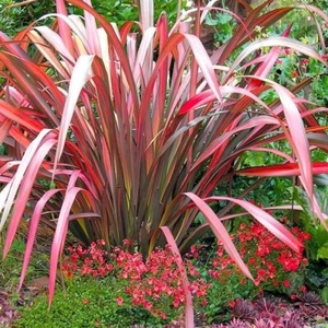 Phormium Evening Glow XXL 3Lt Pot Tropical Evergreen Grass Plants to your door - Picture 1 of 9