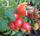 100 graines de tomate petit moineau, Bio  non traitée