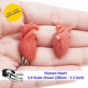 Human Heart - 3mm - 1:1 Scale miniature replica oddities by The Scale Grail - Picture 1 of 4