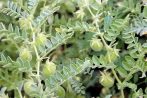 RED LENTIL PLANT 50 SEEDS LENS CULINARIS - Picture 1 of 4