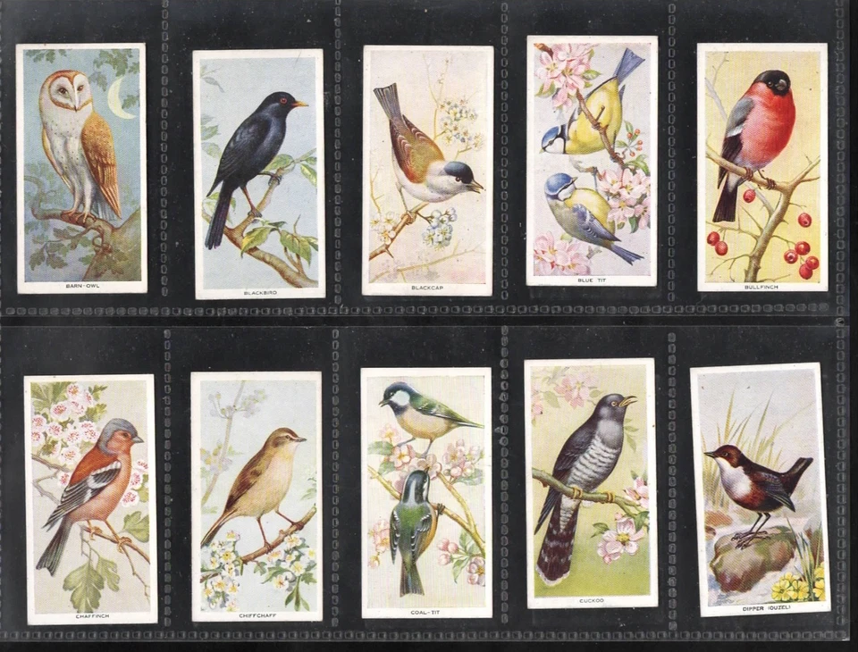 CARRERAS SET:   BIRDS OF THE COUNTRYSIDE.   1939 - Image 1 of 1