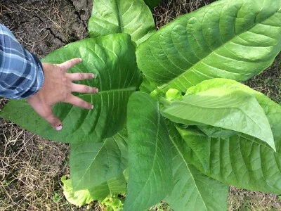 Tobacco Seed: Ontario Bold Tobacco- Early Short Plants High Yield Seed Fresh 500 - Image 1 of 3