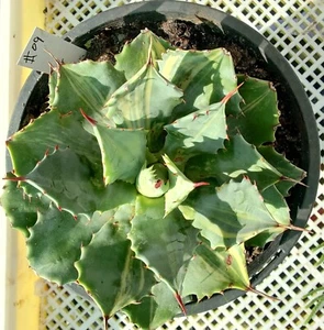 Agave Snow devil Variegated Large 20cm diameter rare plant - Picture 1 of 6