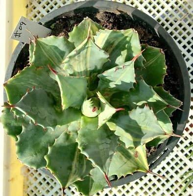  Agave Snow devil  Variegated Large 20cm diameter rare plant - Image 1 of 4