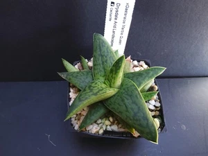 Succulents Cactus Rare Plants, xGasteraloe "Marble Queen" - Picture 1 of 3