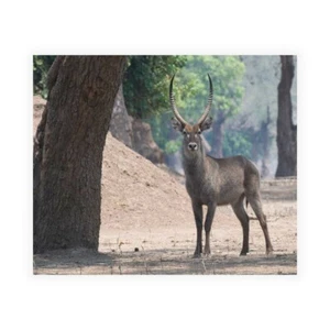 Impression Sur Toile Ou Papier Affiche Ou Cadre Bennion Scott Waterbuck - Imagen 1 de 2