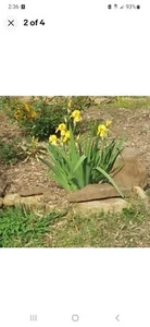 6 YELLOW IRIS BULBS FRESH DUG WHEN ORDERED + FREE S&H LAST 5 FOR SEASON - Picture 1 of 5
