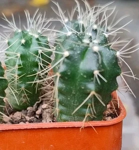 Cactus, Echinocereus knippelianus 2cm - Picture 1 of 4