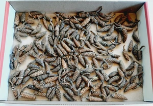 170+ Gemischte Größe & Farbe Menge Knopf Zapfen Tannenzapfen 1" bis 1,5" lang für Handwerk - Bild 1 von 6