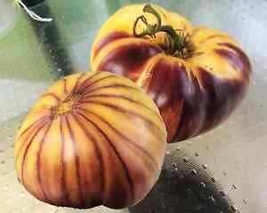 Tomate Sart Roloise - samenfeste Stabtomate aus Belgien 5+ Samen Seeds P 471