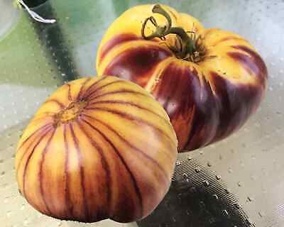 Tomate Sart Roloise - Samenfeste Stabtomate Aus Belgien 5+ Samen Seeds P 471 • 2.49€