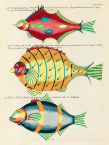 Ilustraciones de peces encontrados en Molucas Indonesia y las Indias Orientales 29 - Imagen 1 de 3