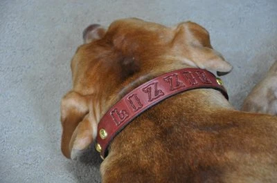 Collar de cuero personalizado para perro GRATIS 1" de ancho con NOMBRE elección de color Foto 1 de 4