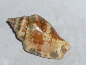 STROMBUS MUTABILIS DARK BANDED - Bild 1 von 2