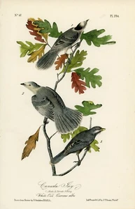 Audubon Canada Jay Plate 234 Birds Of America 2da Edición Royal Octavo - Imagen 1 de 2