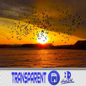 100 SUPERPOSITIONS PHOTOSHOP TRANSPARENTES FLOCK D'OISEAUX PNG, ANIMAUX ISOLÉS FICHIERS PNG - Photo 1 sur 9