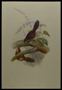 John Gould Rufescent Scrub-Bird British Museum Official Limited Print - Foto 1 di 2