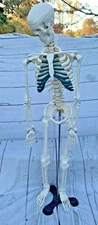 Human Skeleton Model - Desk /Table Anatomical Medical Anatomy Flexible 85cm Tall