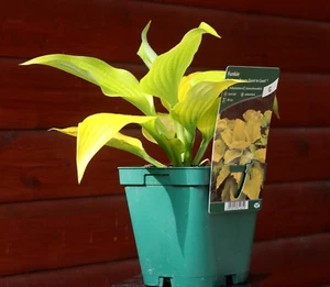 Gelbblattfunkie 'Coast to Coast‘ Hosta cultorum Funkie - Staude im 1-Liter Topf - Bild 1 von 2