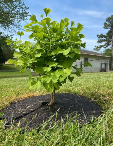 Healthy Ginkgo Biloba Tree Seedlings - This Year’s New Sprouts | 2-5" tall