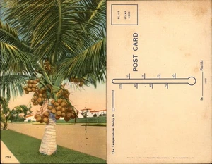 VTG Tropical Florida Post Card-COCOANUT TREE -  Unused - Picture 1 of 1