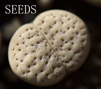 SEEDS - Lithops vallis-mariae 15seeds - Image 1 of 3