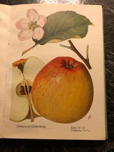 Wir zeigen Apfelsorten Rudolf Koloc Neumann Verlag 1956 viele Farbtafeln - Bild 1 von 3