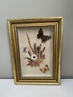 Vintage Picture Glass Framed Butterfly Taxidermy Red Admiral Clouded Yellow Etc