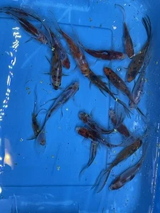 (10)PACK 4-5" SHUBUNKIN GOLDFISH BEAUTIFUL VIBRANT REDS AND SOLAR FLARES AA+ - Picture 1 of 9