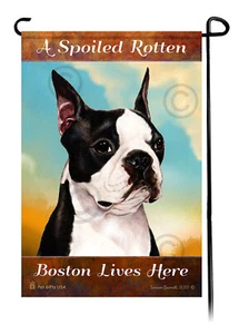 Ein verwöhntes faules Boston lebt hier - Bild 1 von 1