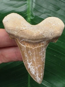 Otodus sokolovi Zahn 6,6 cm – großer Zahn - Hai– Fossil – Shark Tooth - Bild 1 von 6